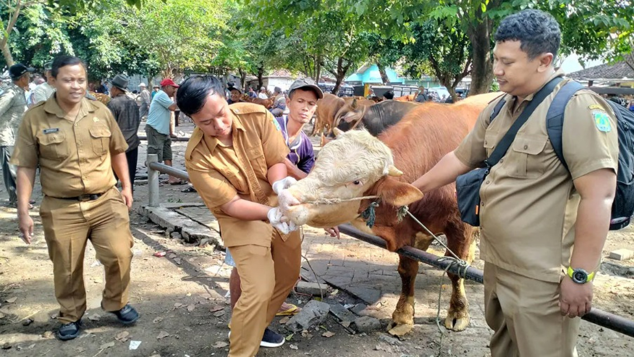Sidak Pasar Pandaan, Puskeswan Jamin Hewan Kurban Aman dan Sehat